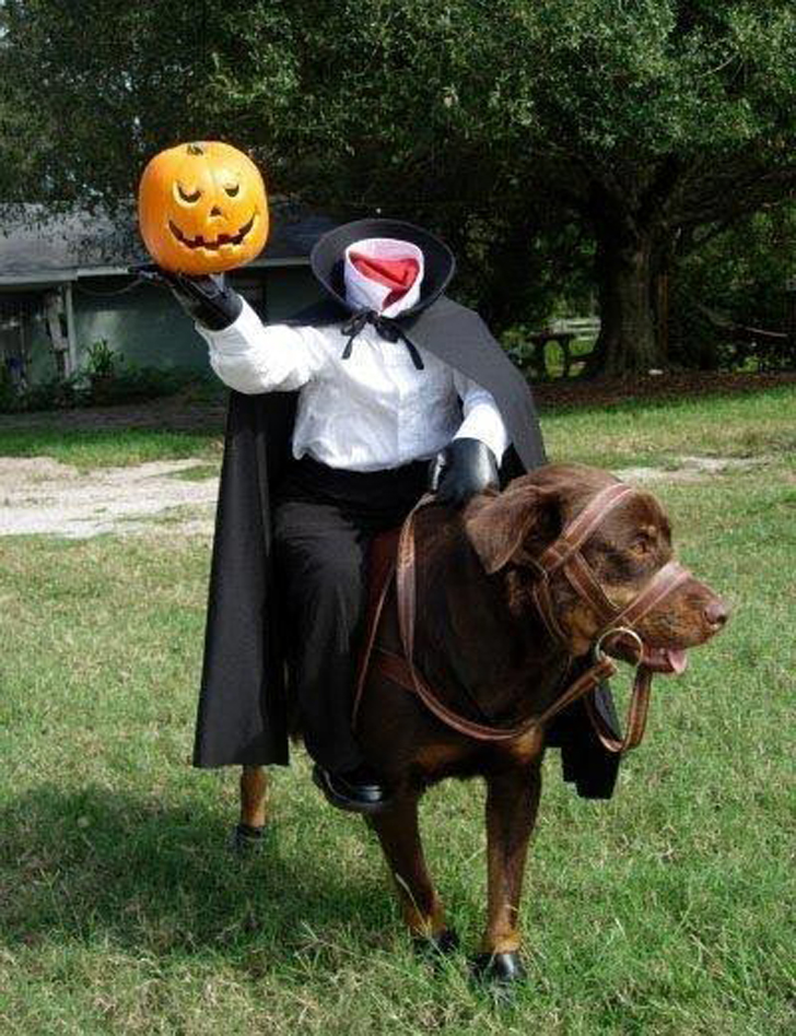 Funny Dog Halloween Costumes ideas