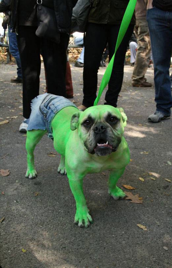 Hulk dog halloween costume