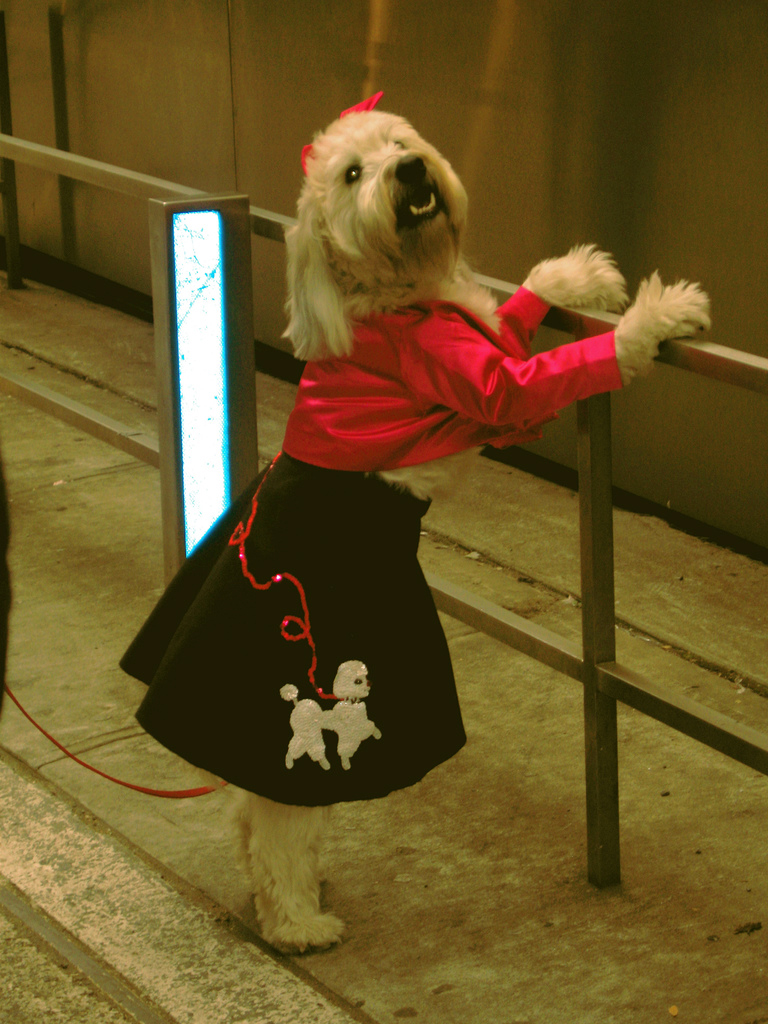 Poodle Skirt Dog Costume