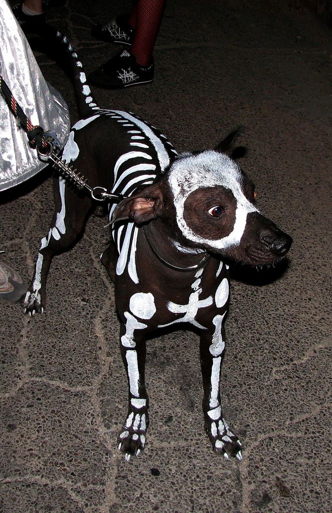 Skeleton Dog Halloween Costume