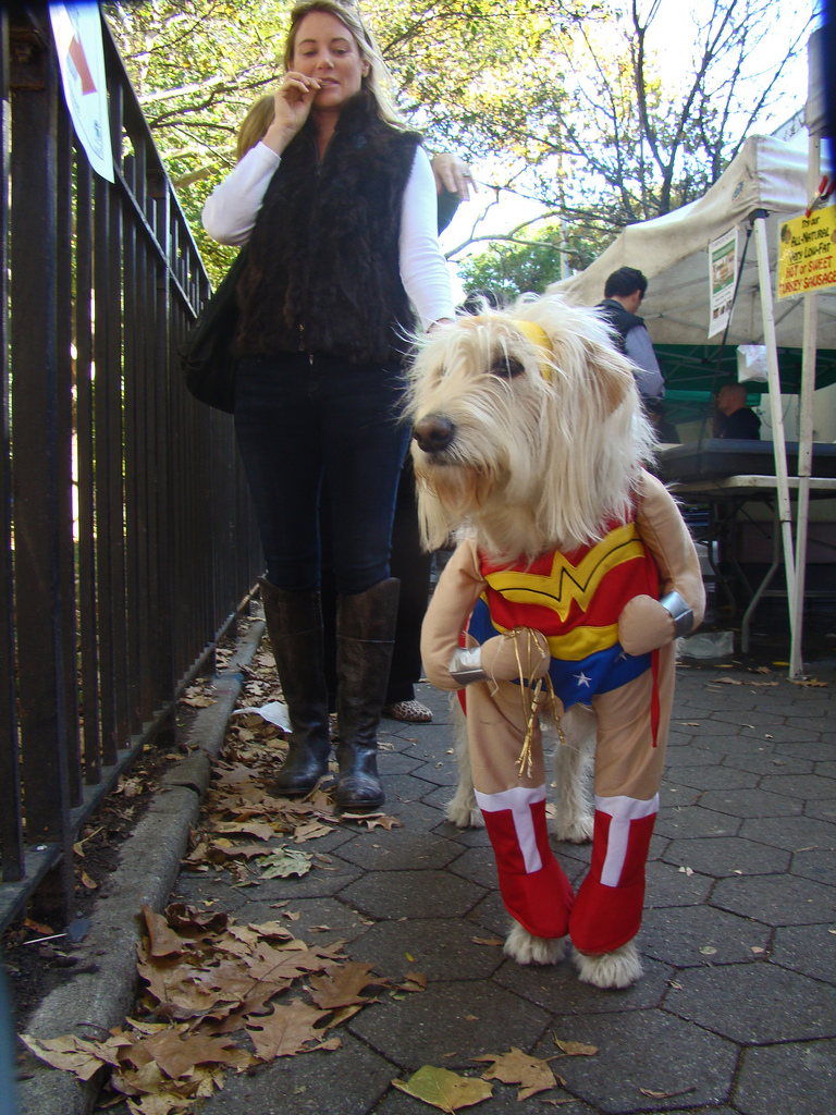 Wonder Woman Halloween Costume Dog