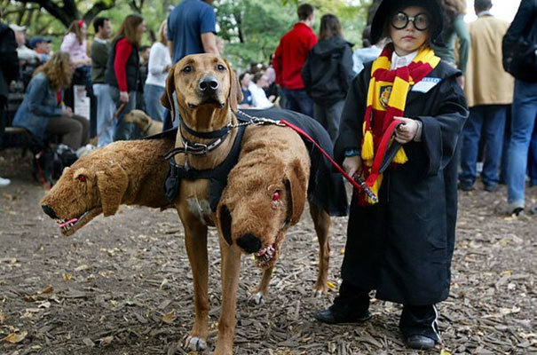 harry potter and 3 headed hound