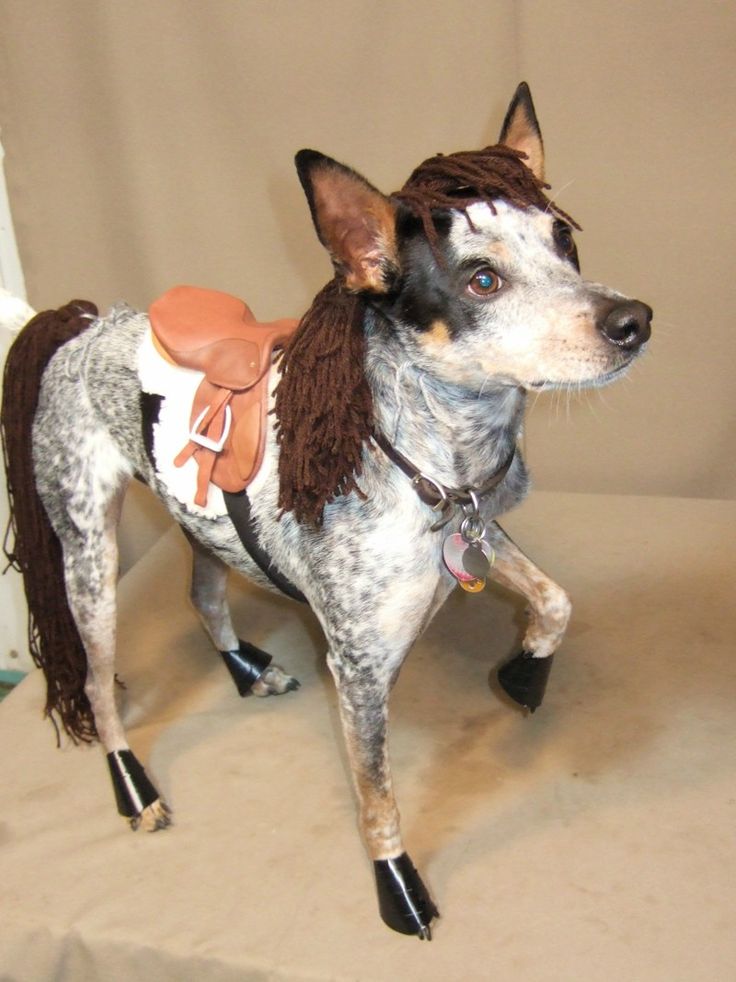 A dog's Halloween costume