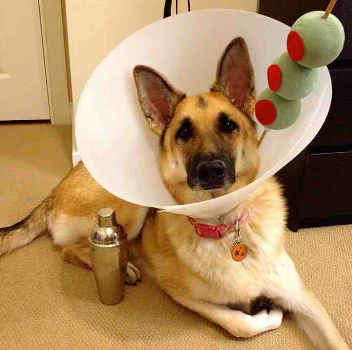 Dog Costume - Martini Drink Cone Of Shame
