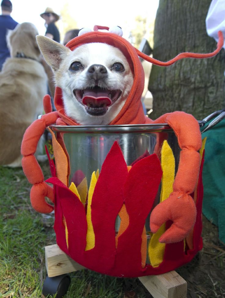 Dog Halloween Costumes