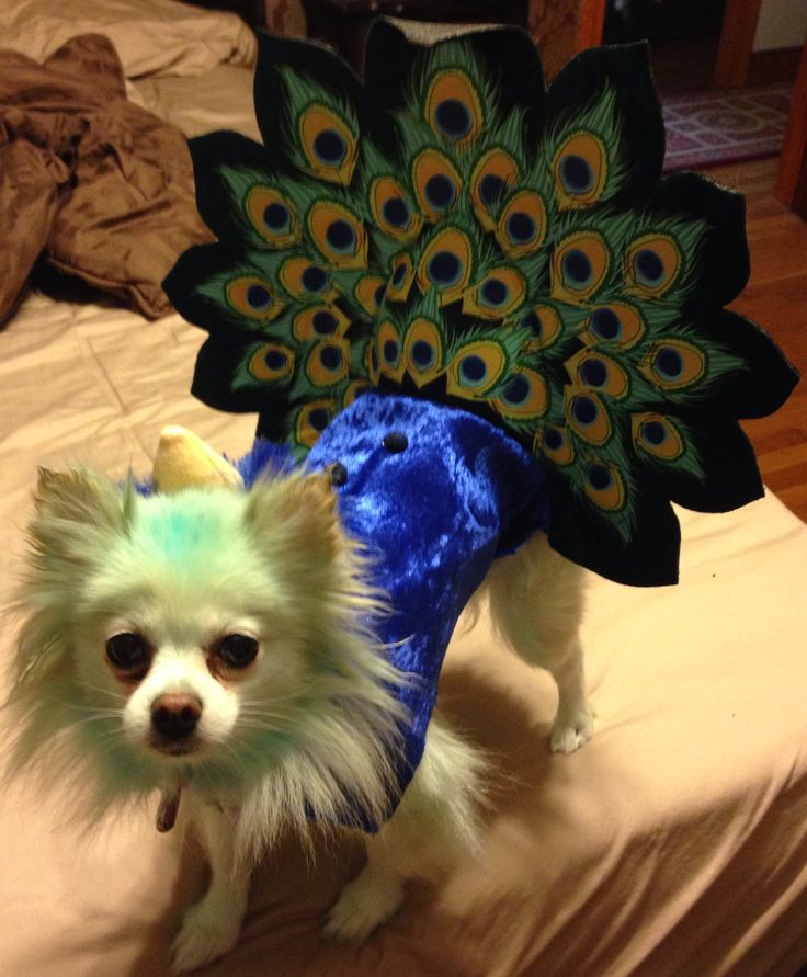 Peacock dog Halloween costume Pomeranian