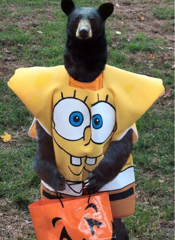 Spongebob halloween costume with a bear