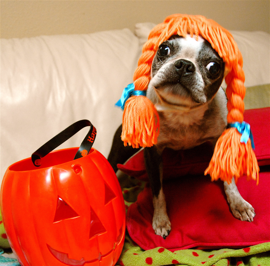 dog-halloween-costume